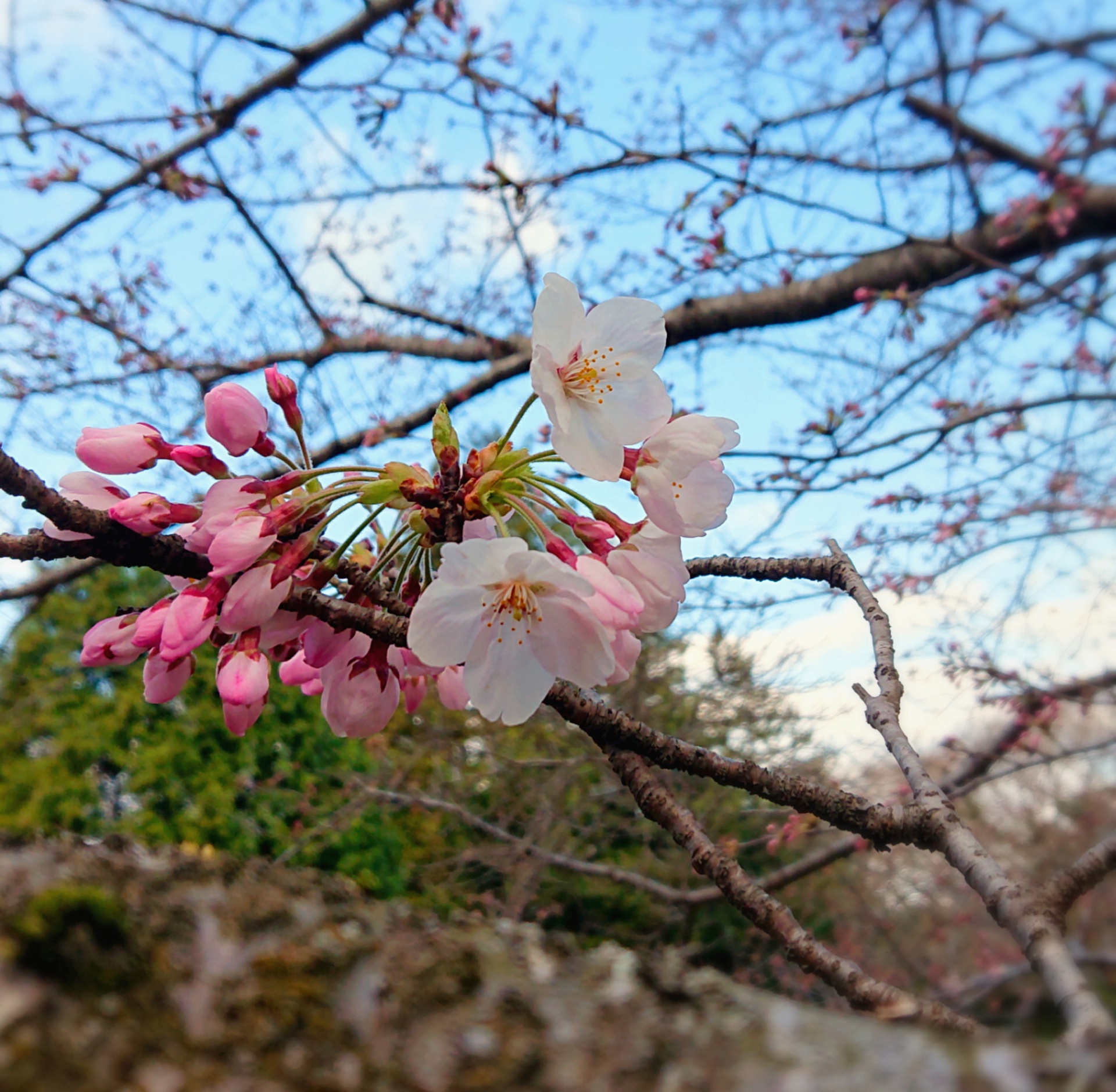 2201903261048050.jpg