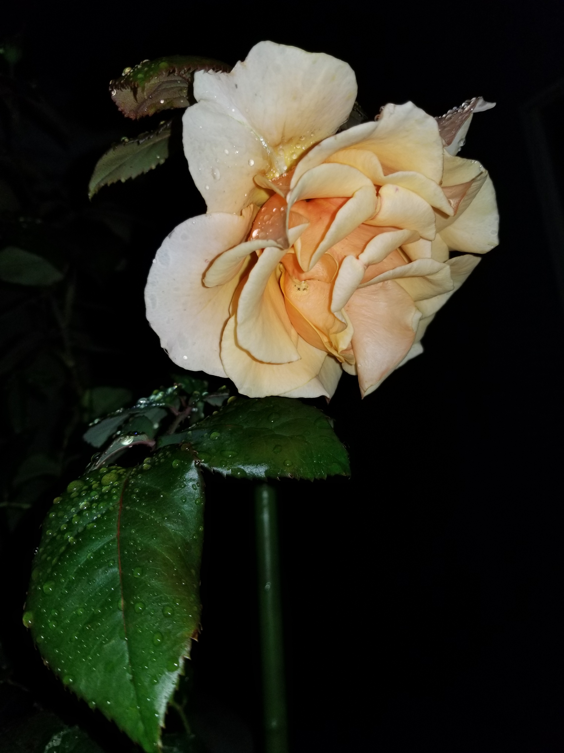 284202006211546380.jpg